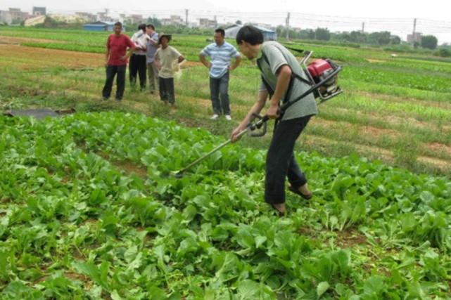 守住耕地这个命根子，保障粮食安全与可持续发展的基石